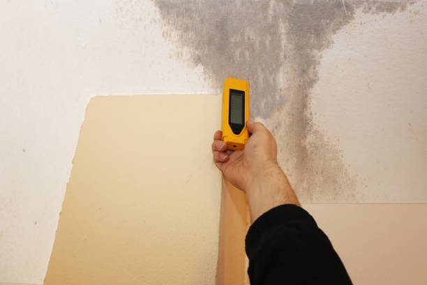  Dundee, FL Mold Removal Pros