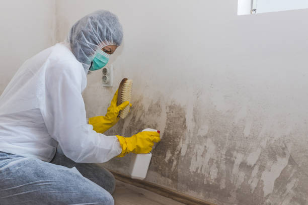 Best Post-Construction Mold Inspection  in Dundee, FL