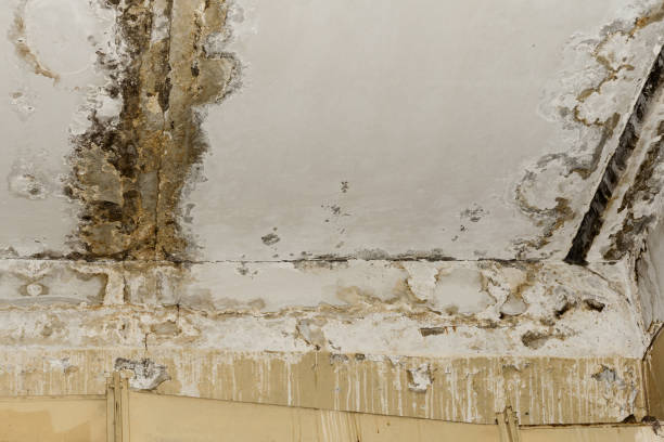 Best Post-Remediation Verification Testing  in Dundee, FL