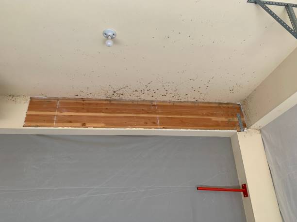 Best Biohazard Mold Removal  in Dundee, FL