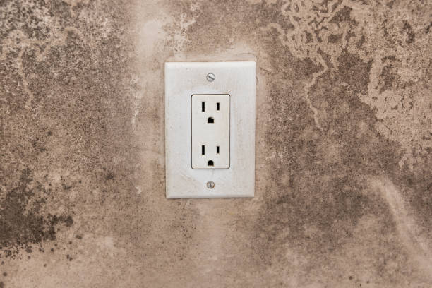 Reliable Dundee, FL Mold Removal Solutions