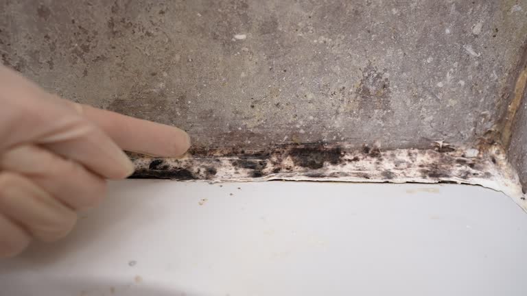 Best Water Damage & Mold Remediation  in Dundee, FL