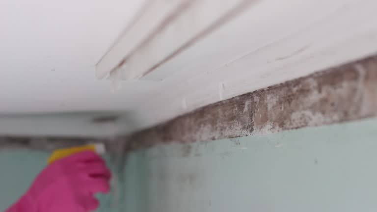 Best Mold Damage Restoration  in Dundee, FL